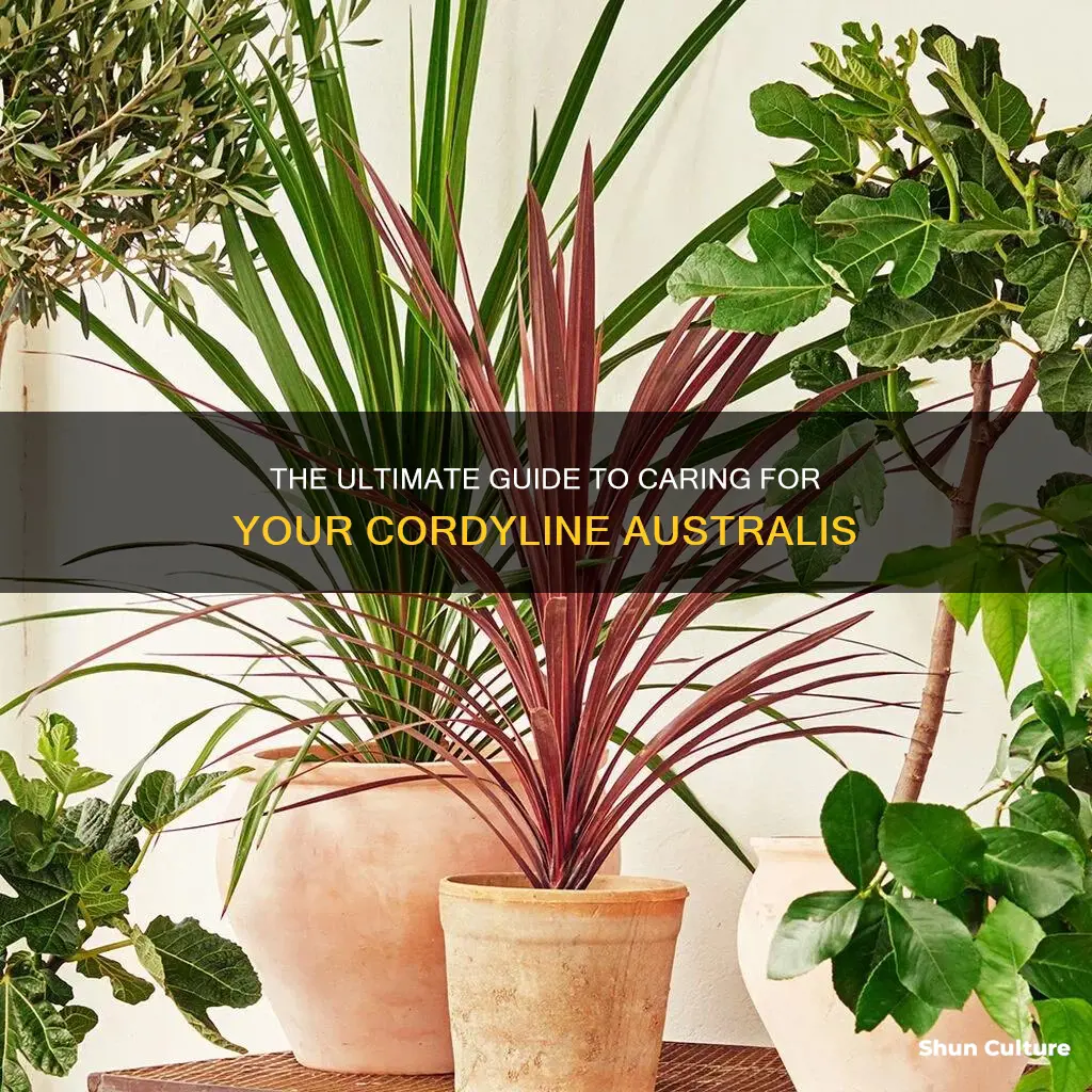 how to care for a cordyline australis
