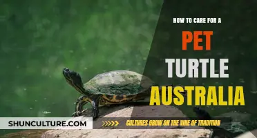 Turtle Care Basics: A Guide for Australian Pet Owners