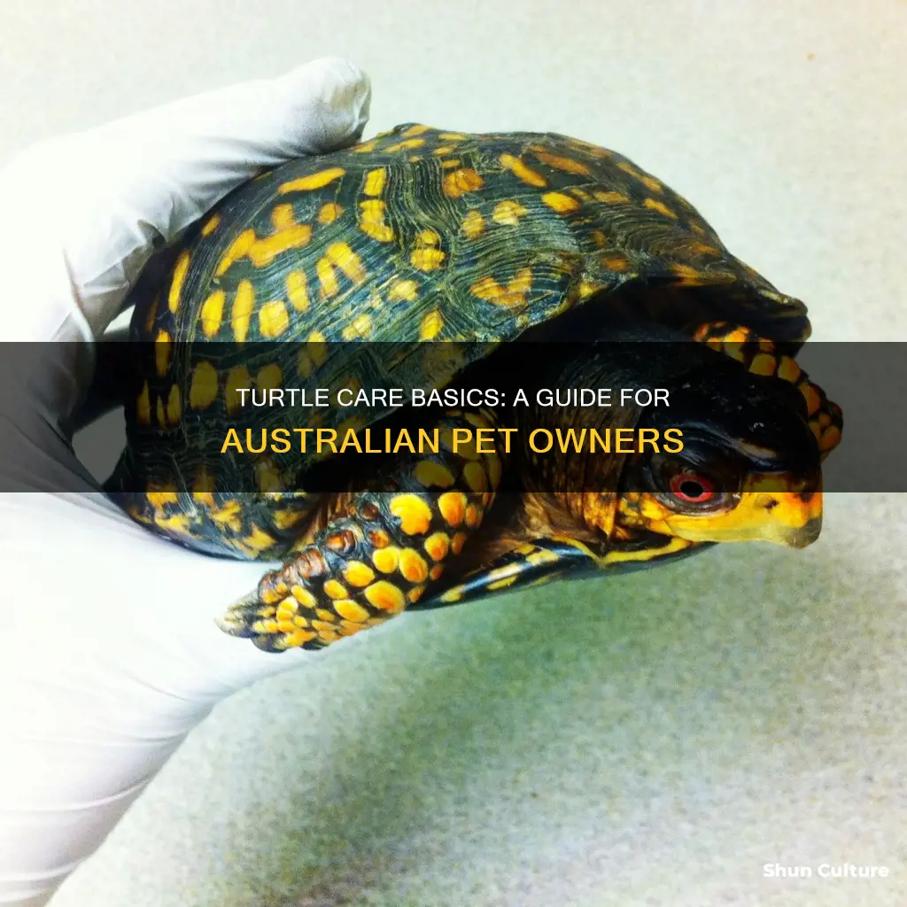how to care for a pet turtle australia