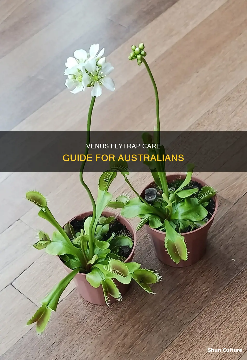 how to care for a venus fly trap in australia