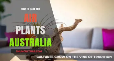 Air Plant Care: Australia-Specific Tips