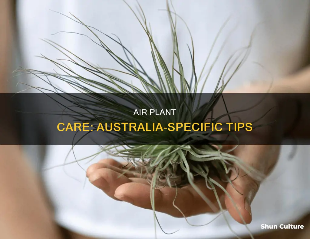 how to care for air plants australia