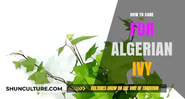 Caring for Algerian Ivy: Essential Tips for Healthy Growth