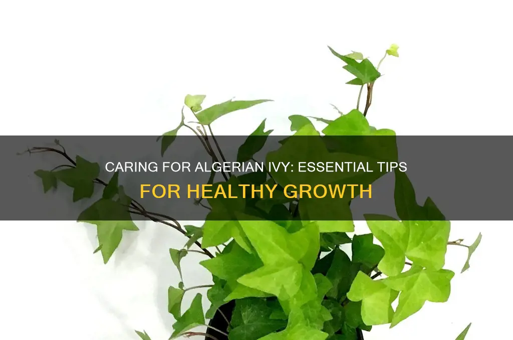 how to care for algerian ivy