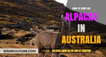 Alpaca Care Basics for Australian Owners
