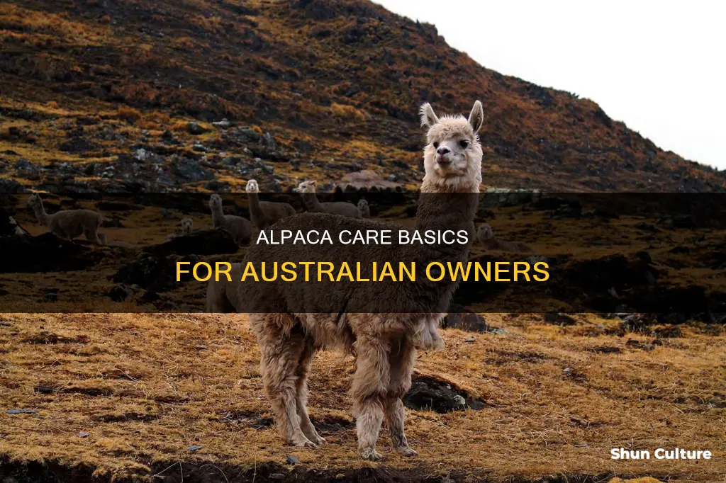 how to care for alpacas in australia