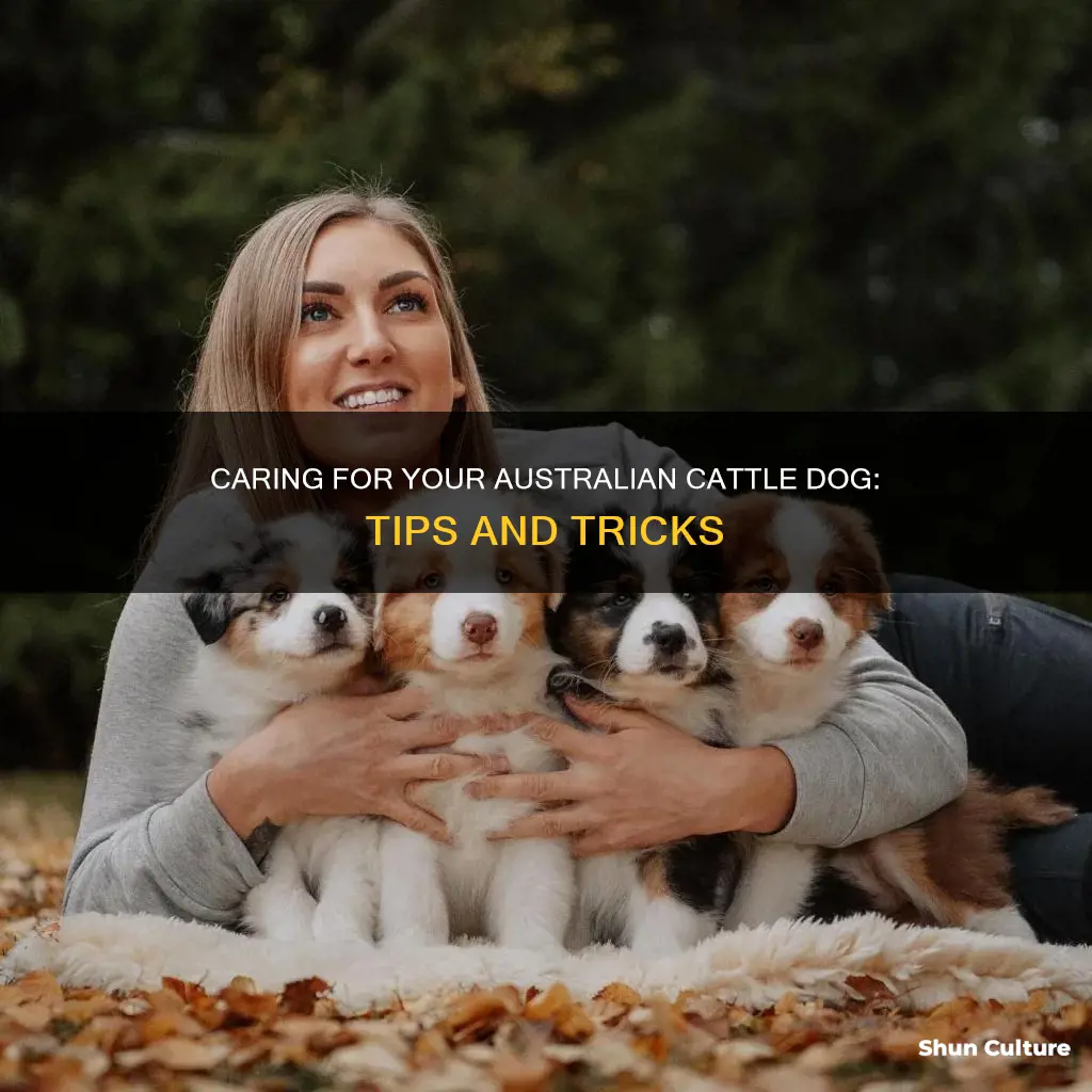 how to care for an australian cattle dog