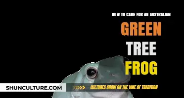 Green Tree Frog Care Guide: Tips for Success