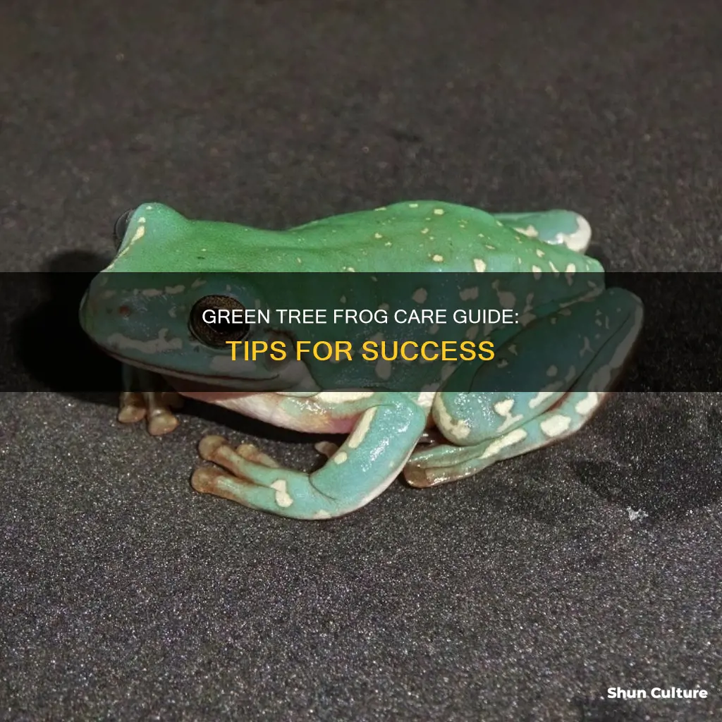 how to care for an australian green tree frog