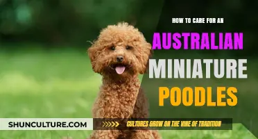 Miniature Poodle Care: Tips for Australian Owners