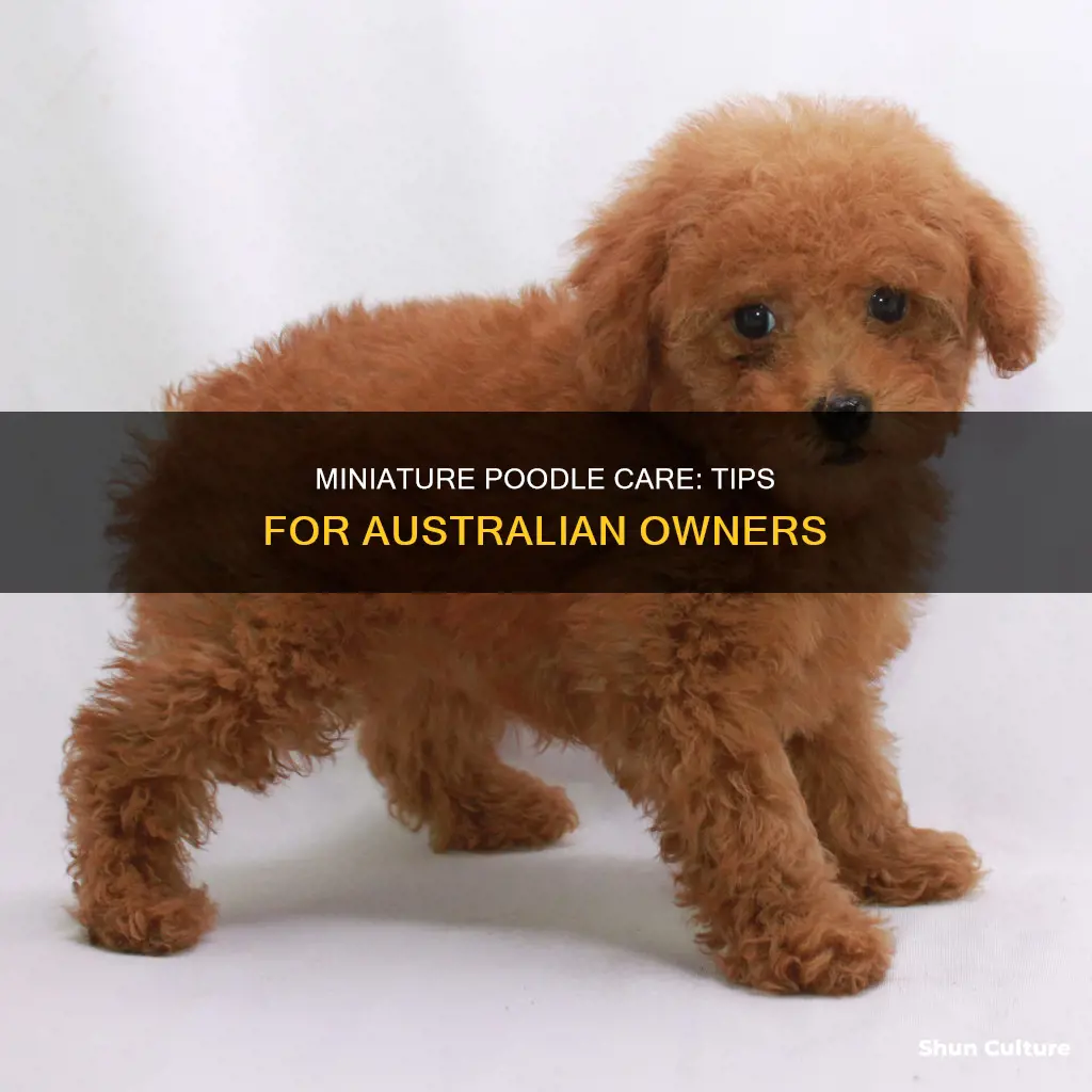 how to care for an australian miniature poodles
