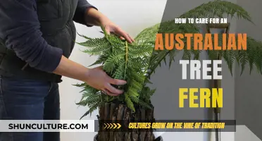 The Ultimate Guide to Nurturing Australian Tree Ferns