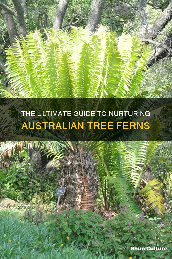 how to care for an australian tree fern