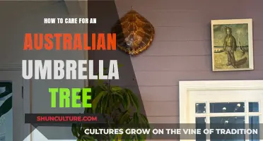 The Ultimate Guide to Nurturing Australian Umbrella Trees