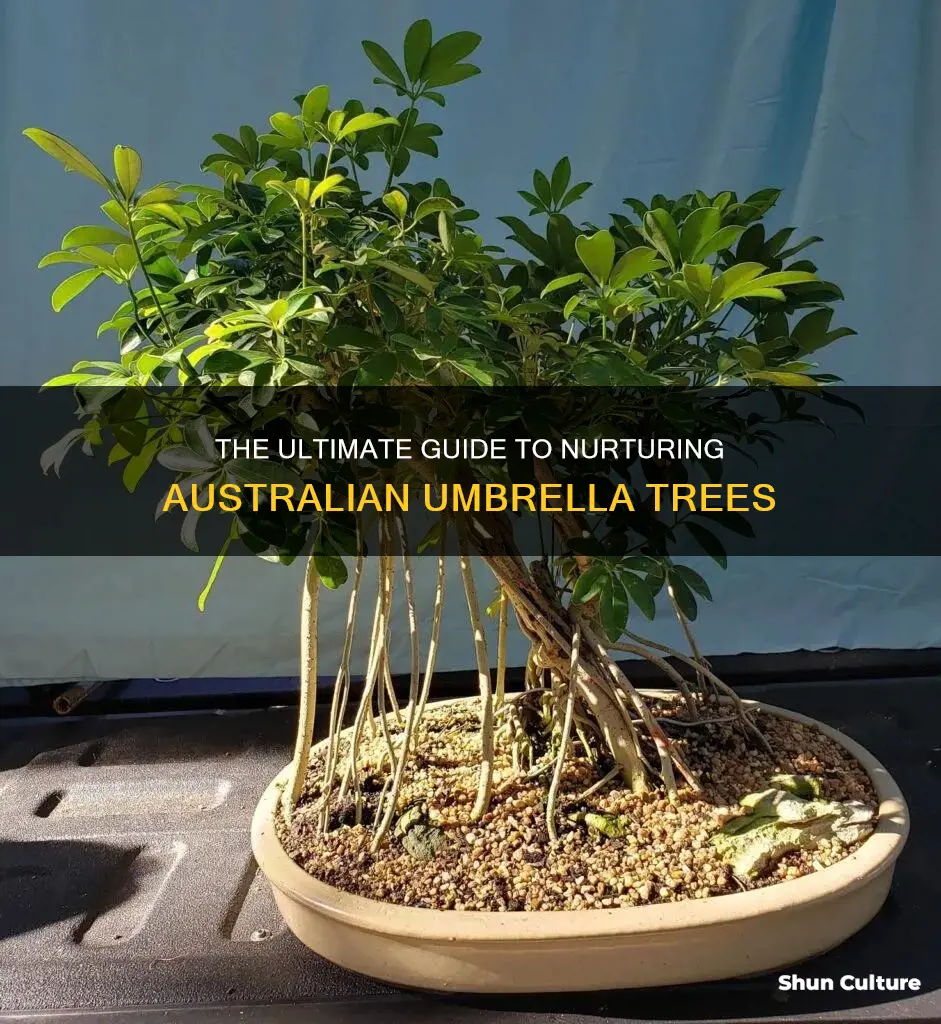how to care for an australian umbrella tree