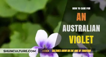 The Ultimate Guide to Australian Violet Care