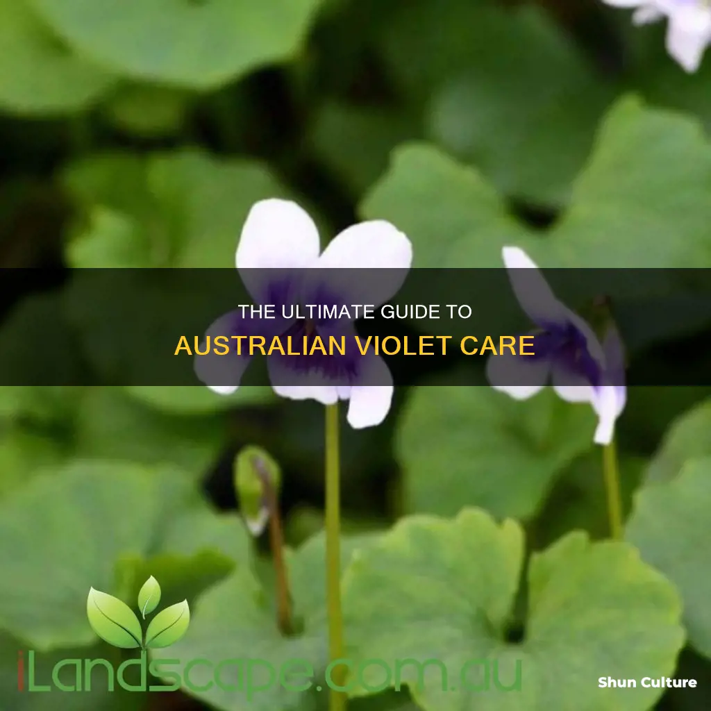 how to care for an australian violet