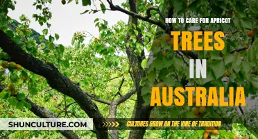Apricot Tree Care Guide for Australian Gardeners