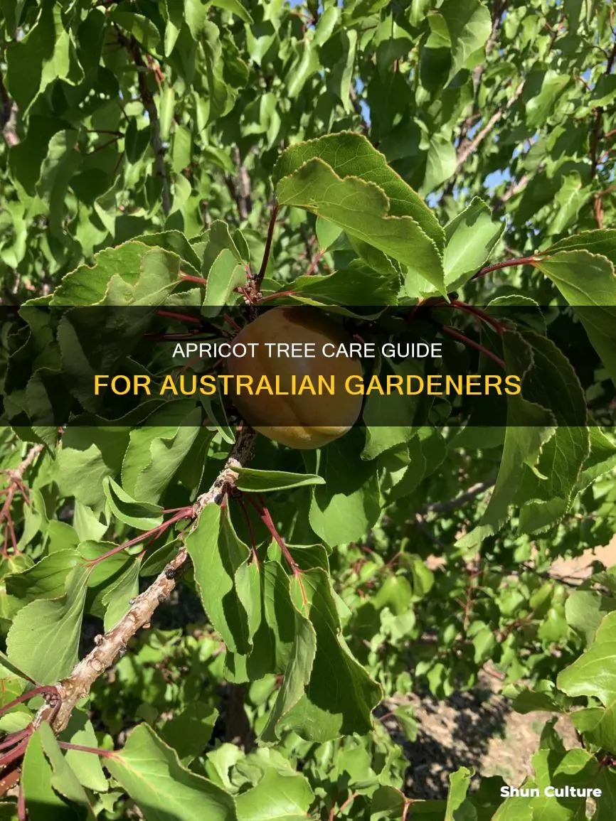 how to care for apricot trees in australia