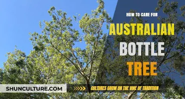 The Australian Bottle Tree: Care Tips for Healthy Growth