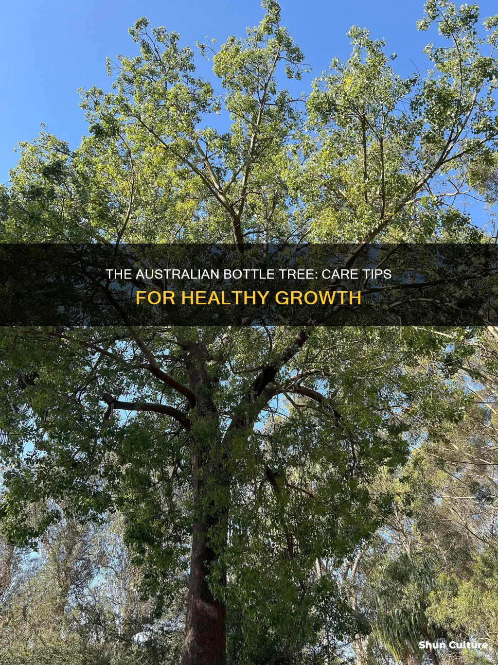 how to care for australian bottle tree