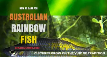 The Ultimate Guide to Australian Rainbow Fish Care