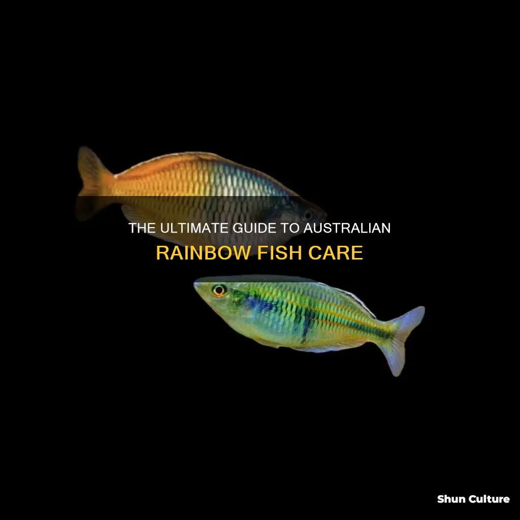how to care for australian rainbow fish