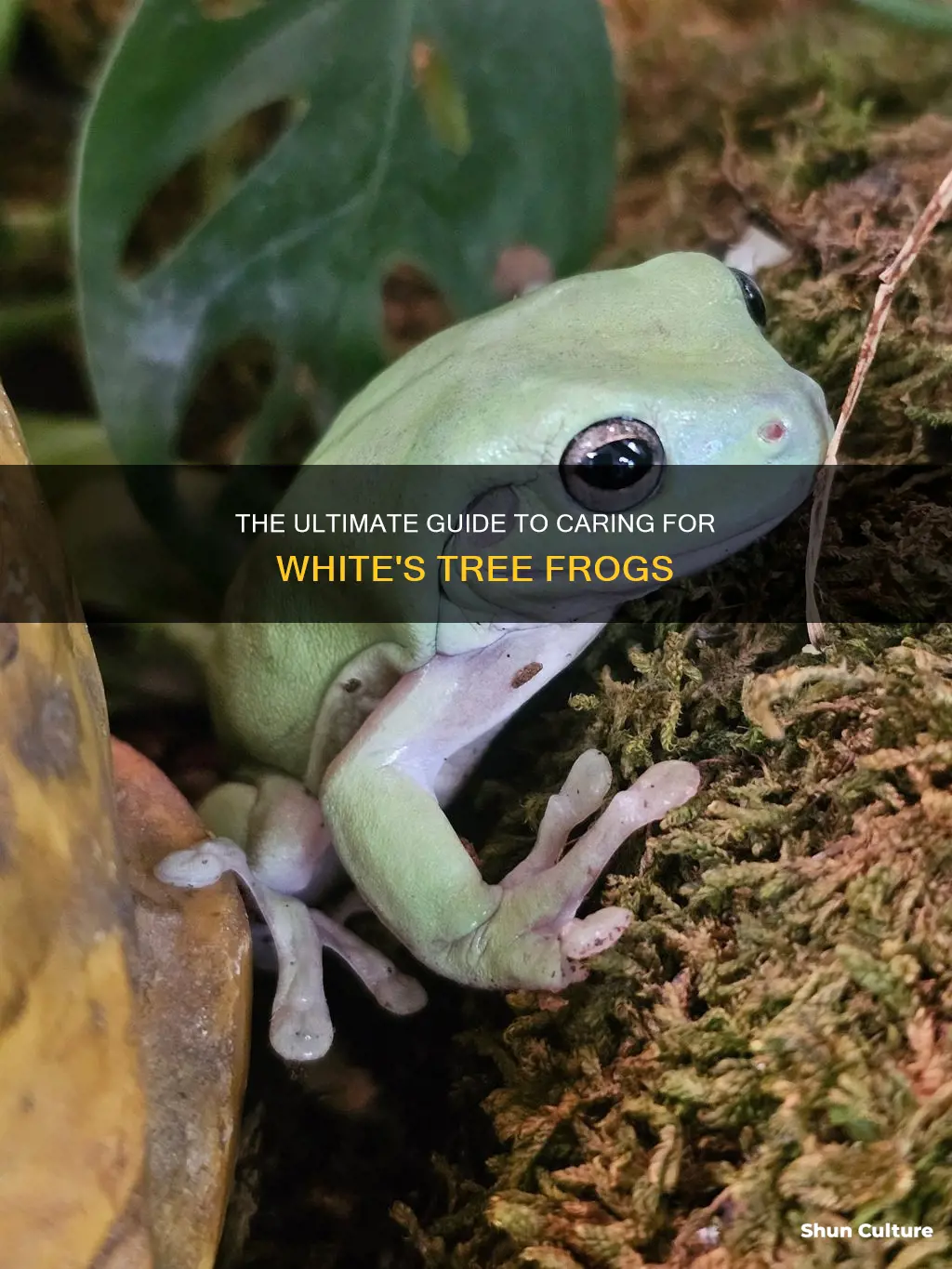 how to care for australian white