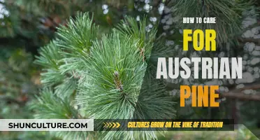 Nurture Your Austrian Pine: A Guide to Happy, Healthy Growth