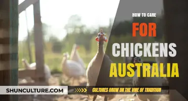 Caring for Chickens: An Australian Guide