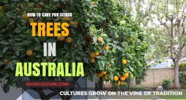 Citrus Tree Care Guide for Australian Gardeners
