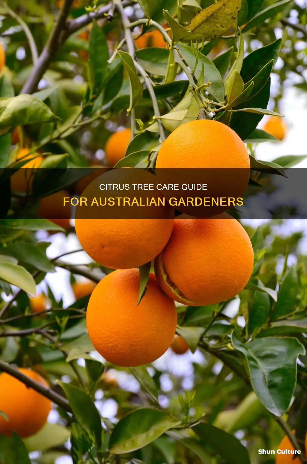 how to care for citrus trees in australia