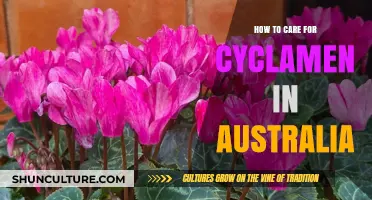 Caring for Cyclamen in Australia: A Comprehensive Guide