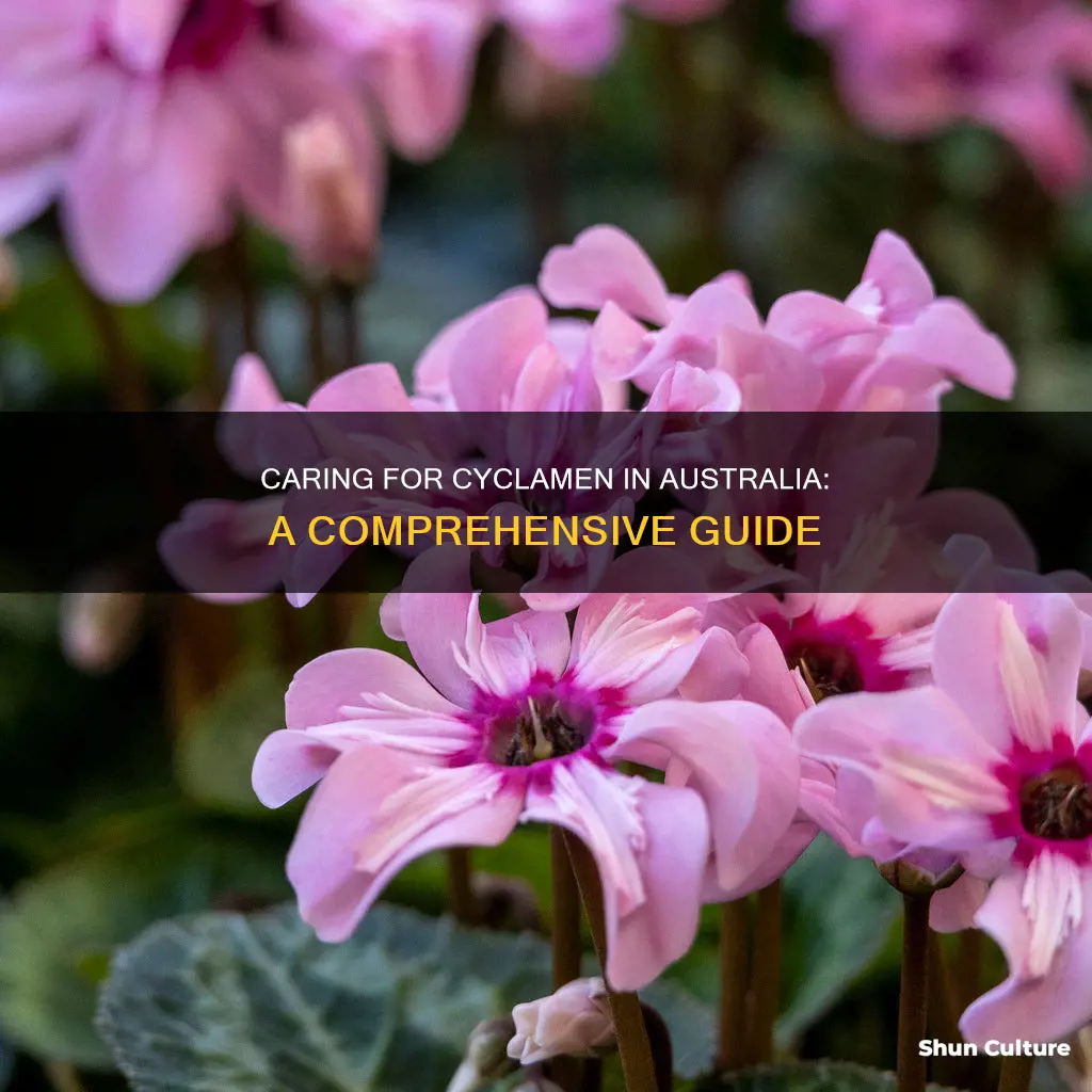 how to care for cyclamen in australia