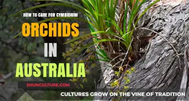 Caring for Cymbidium Orchids: An Australian Guide
