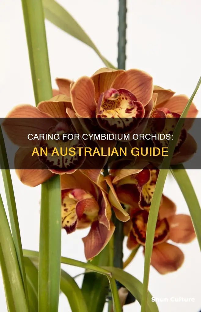 how to care for cymbidium orchids in australia