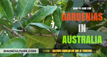 Gardenias Down Under: A Care Guide