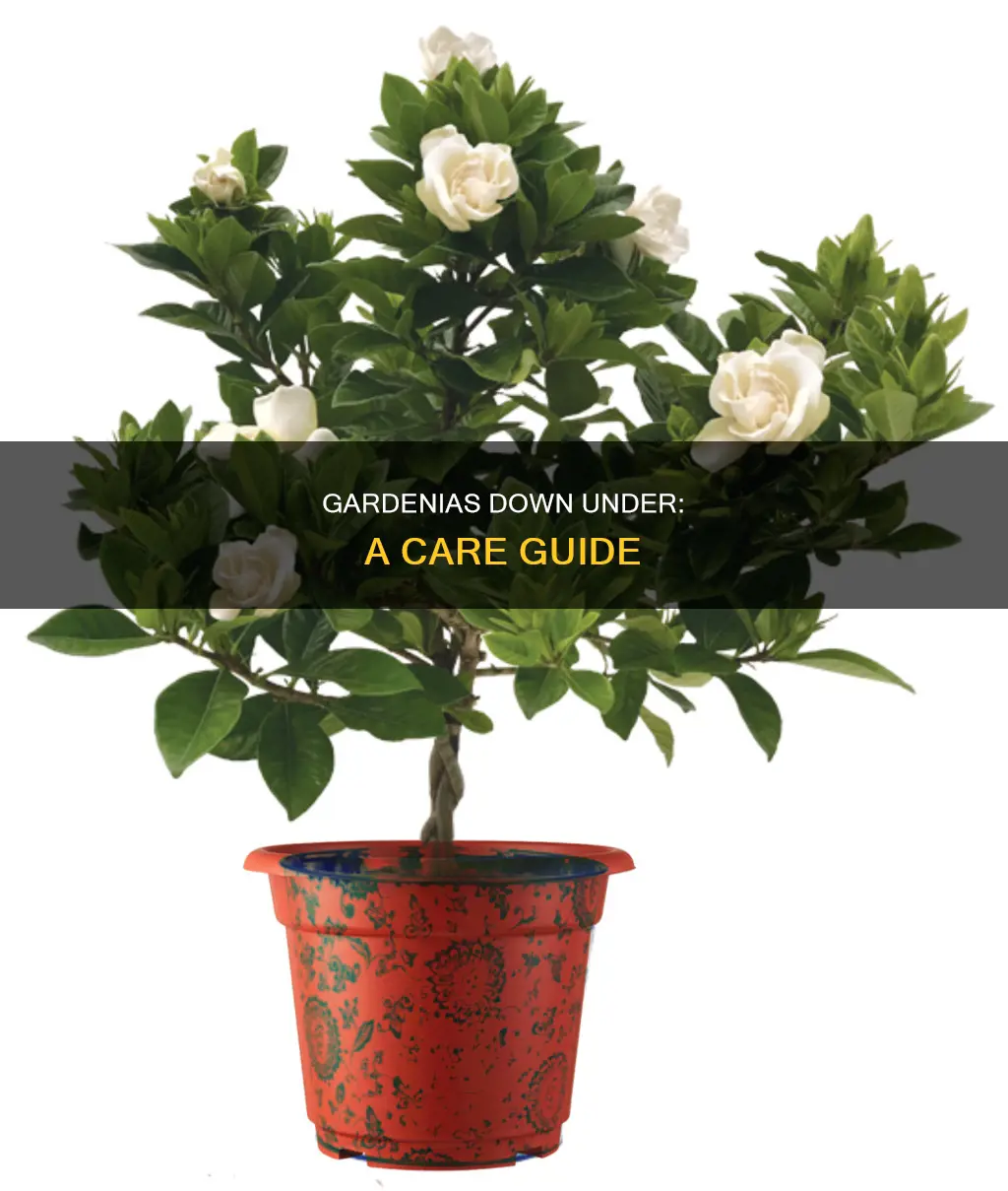 how to care for gardenias in australia
