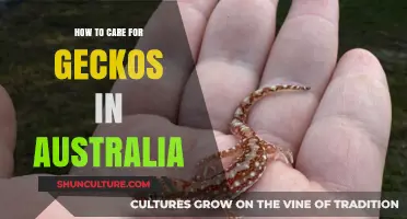 Caring for Geckos: An Australian Guide