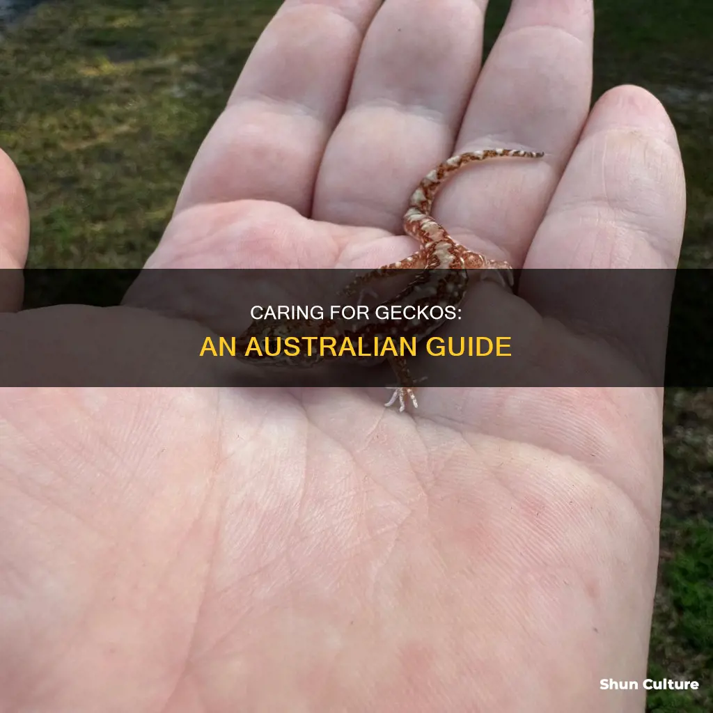 how to care for geckos in australia