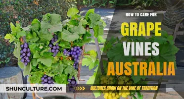 Grape Vines: Australian Care Guide