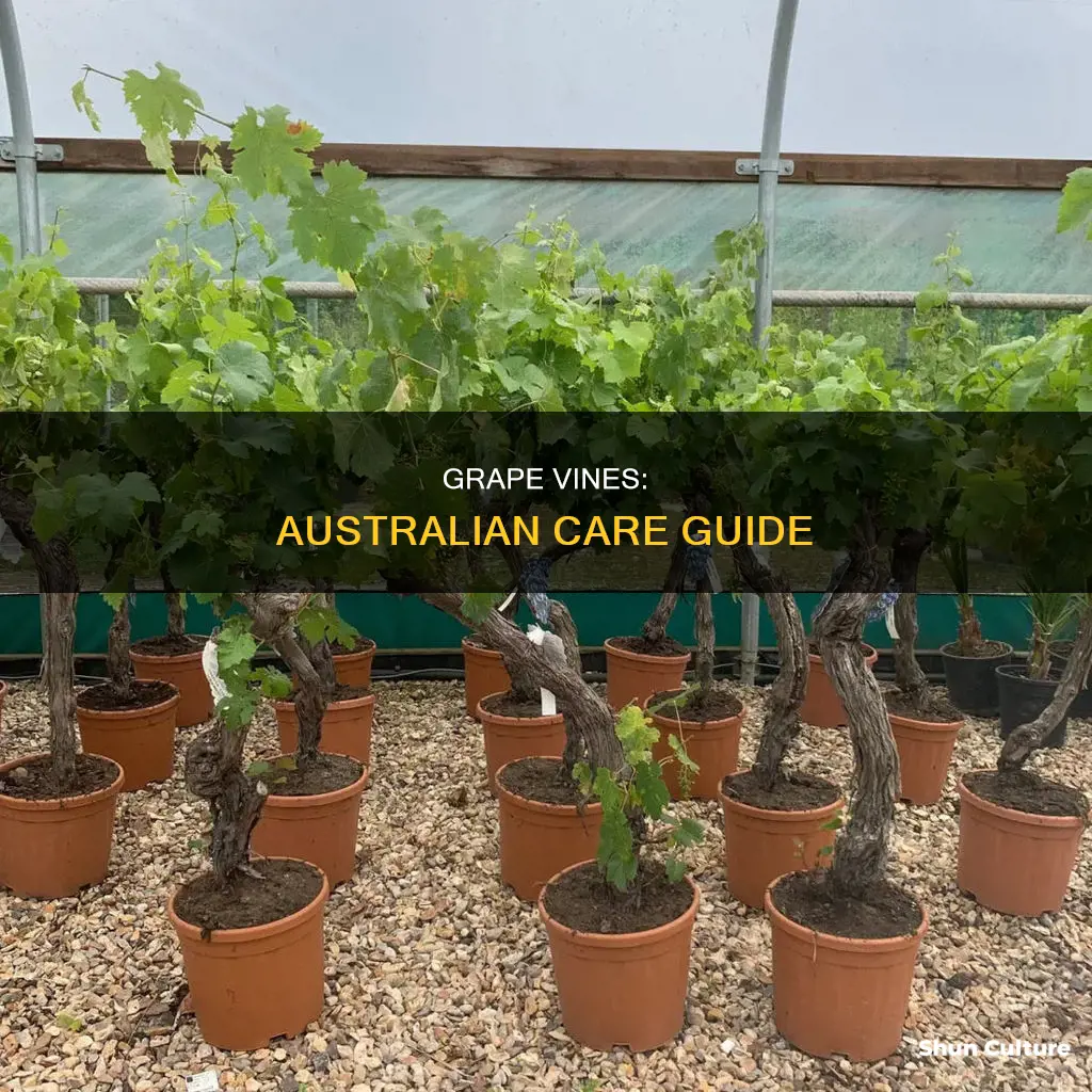 how to care for grape vines australia