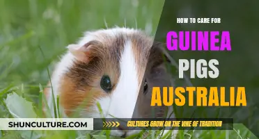 The Complete Guide to Caring for Guinea Pigs in Australia