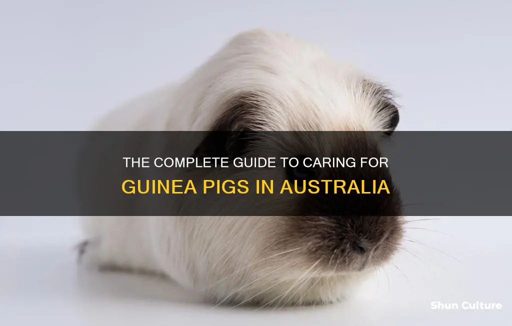 how to care for guinea pigs australia