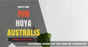The Hoya Australis: Care Tips for Healthy Growth