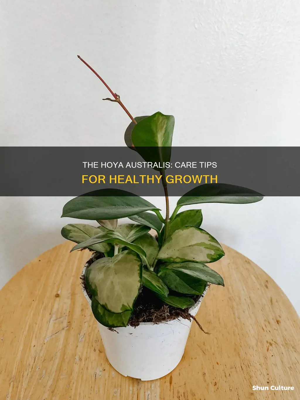 how to care for hoya australis