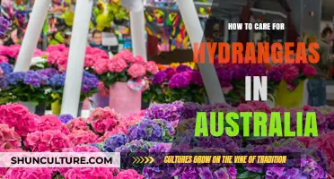 Hydrangeas in Australia: Tips for Blooming Success