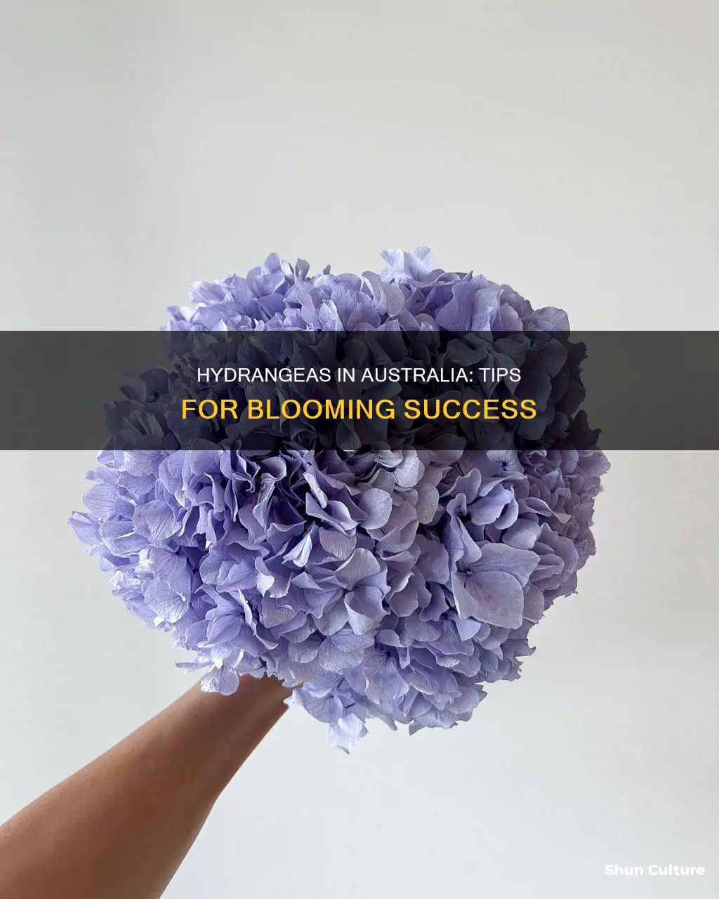 how to care for hydrangeas in australia