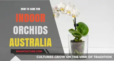 Orchid Care: Tips for Australian Indoor Growers