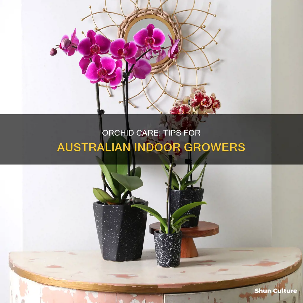 how to care for indoor orchids australia